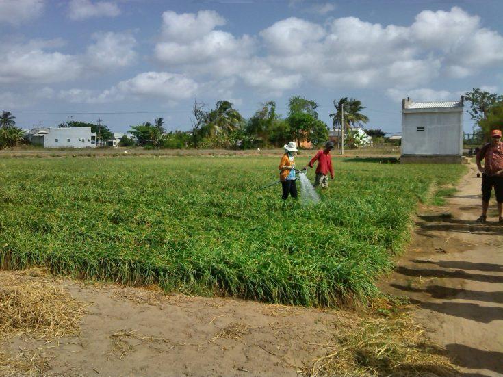 watering crops Mekong