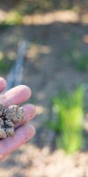 Adobe Stock 528539247 Handful of dried out clay soil with a sunny background in the Betuwe The Nethelands kl