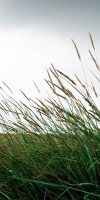Kweldervegetatie Friesland landschap