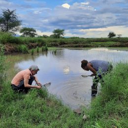 Research in rice field