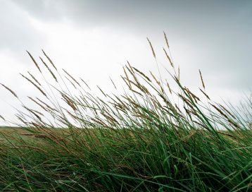 Kweldervegetatie Friesland landschap