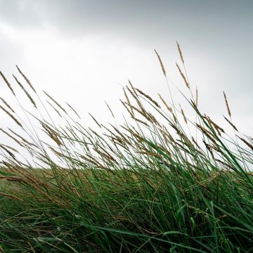 Kweldervegetatie Friesland landschap