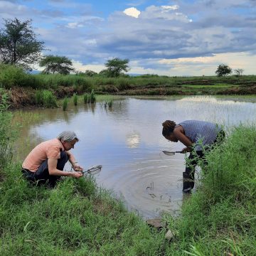 Research in rice field