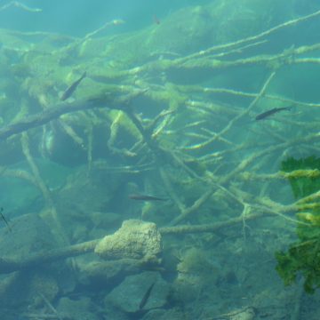 Underwater photo