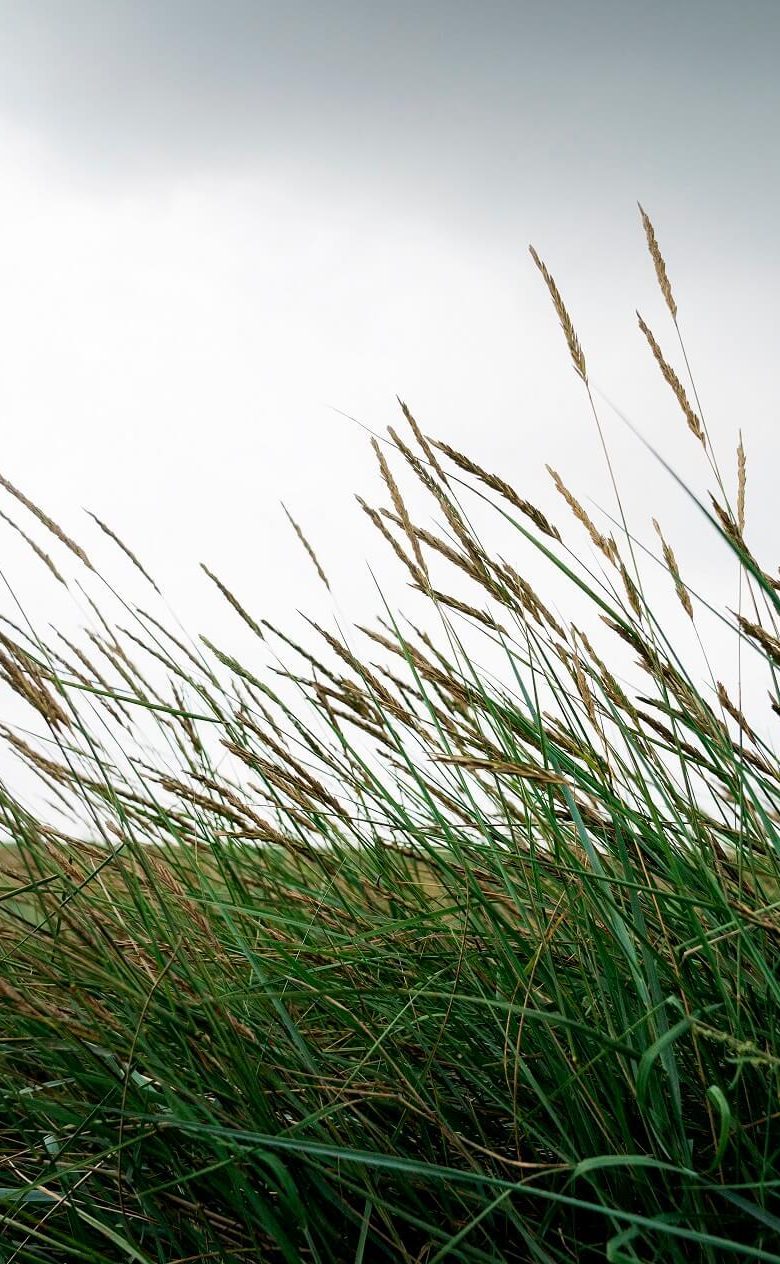 Kweldervegetatie Friesland landschap