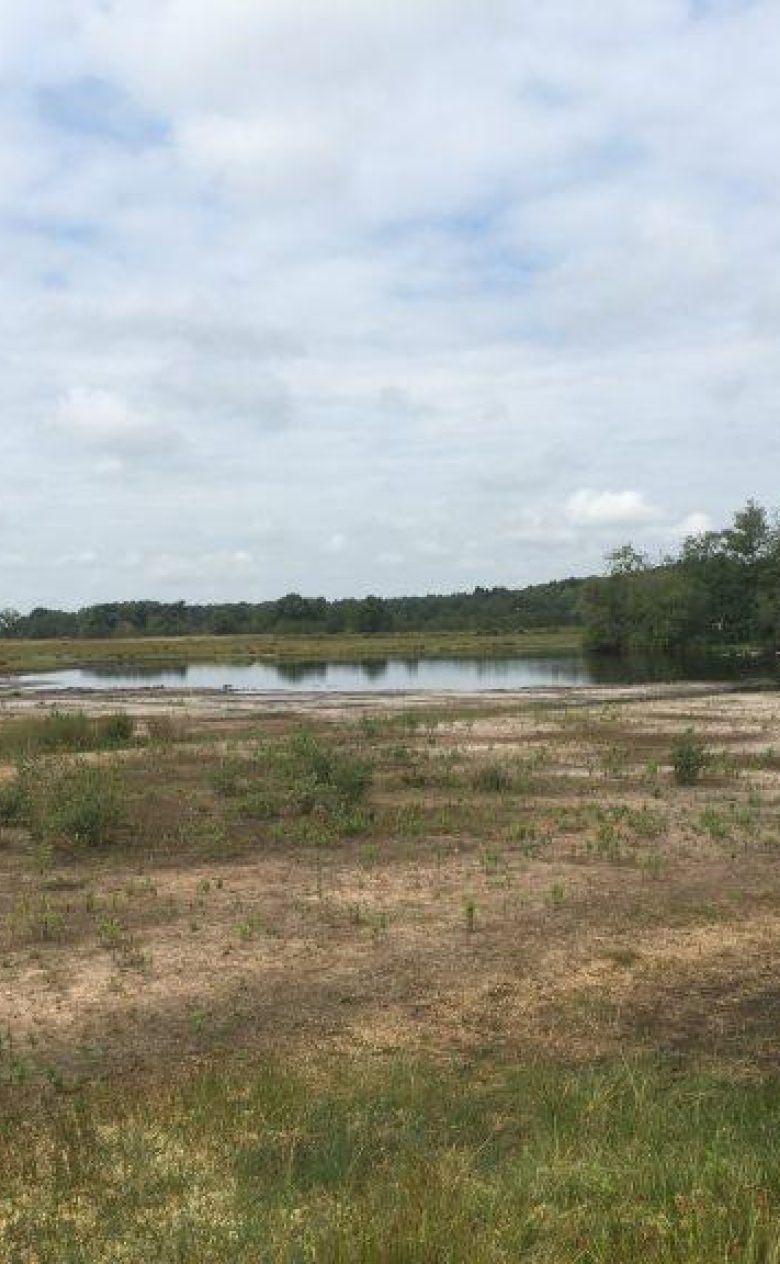 Droogte natte heide Dwingelderveld zomer