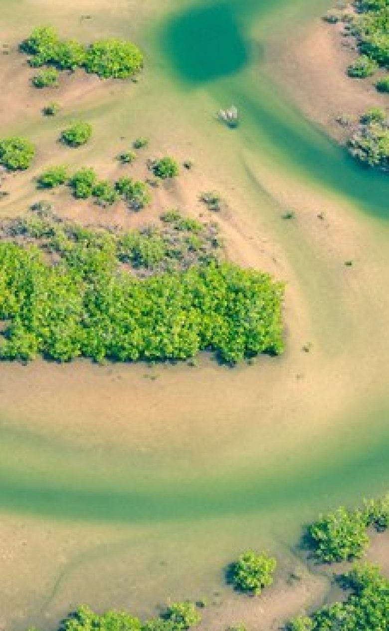 Ecosysteem 11zon
