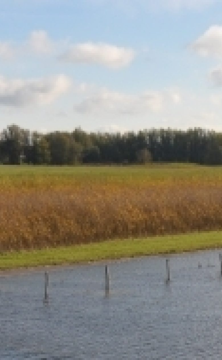 Kennisinnovatieprogrammagroen overview willowstands and fort