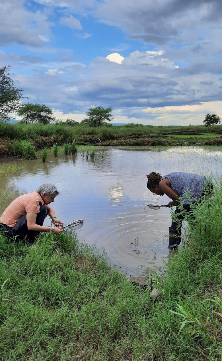 Research in rice field
