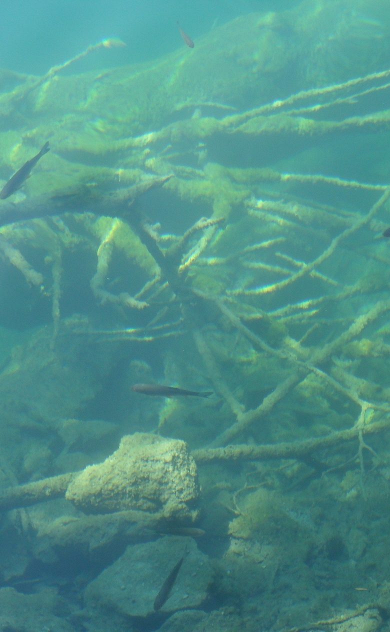 Underwater photo