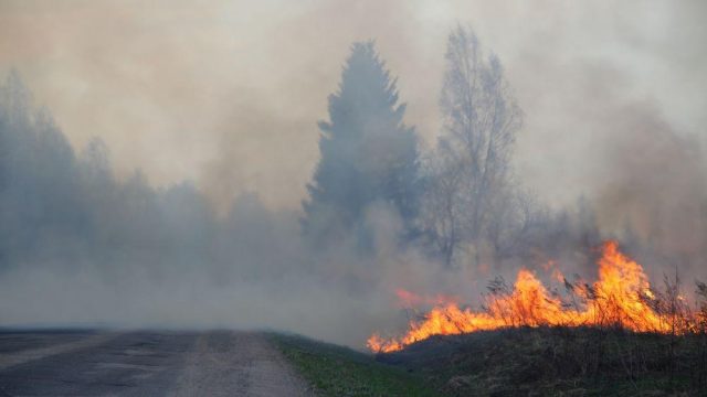 Brand langs de kant van de weg
