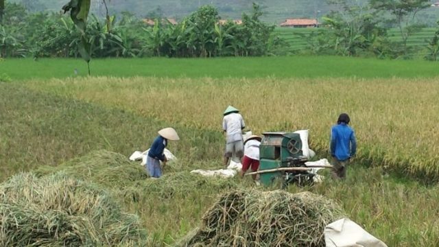 Working in field Indonesia