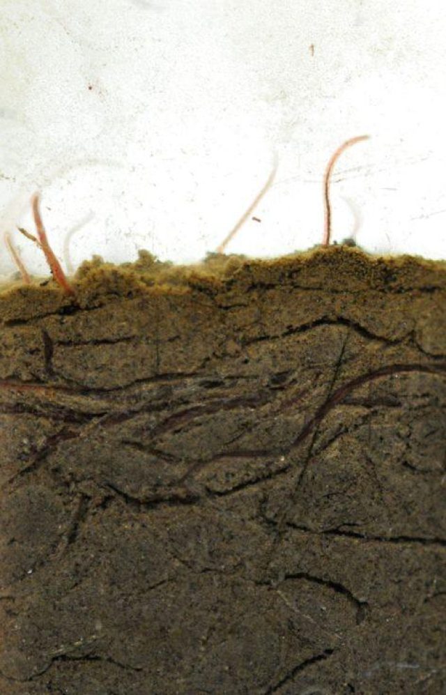 Close-up of the water-bed interface at a treated bed