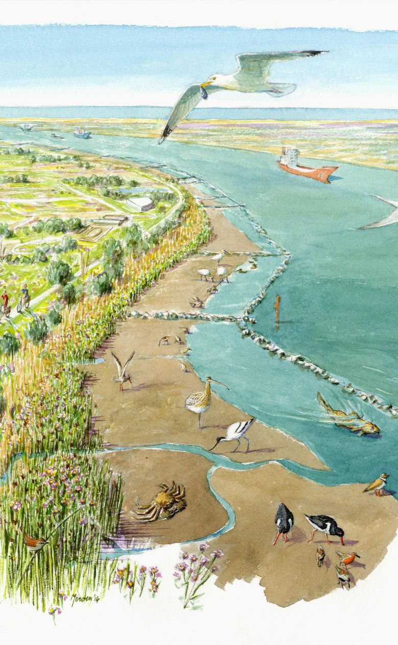 Groene poort ARK Natuurontwikkeling Jeroen Helmer Voor bij toepassing Natuurlijk talud