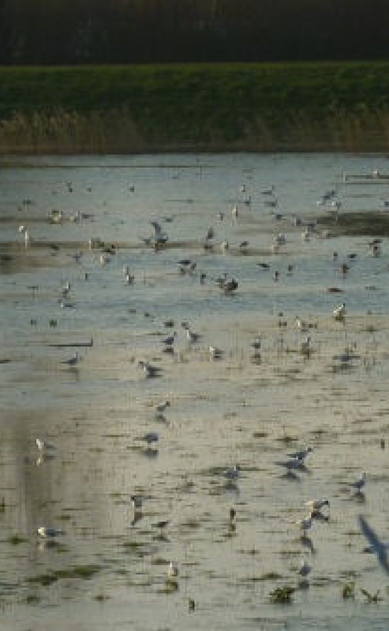 Vogels in plas koopmanspolder